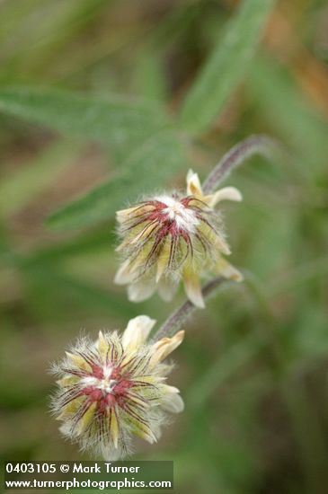 Canyon Clover blossoms (top view)