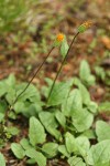 Klamath Arnica