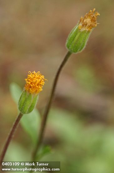 Klamath Arnica blossoms detail