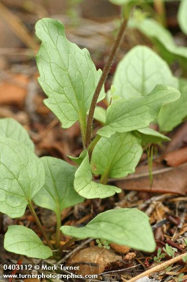 Klamath Arnica foliage detail