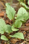 Klamath Arnica foliage detail