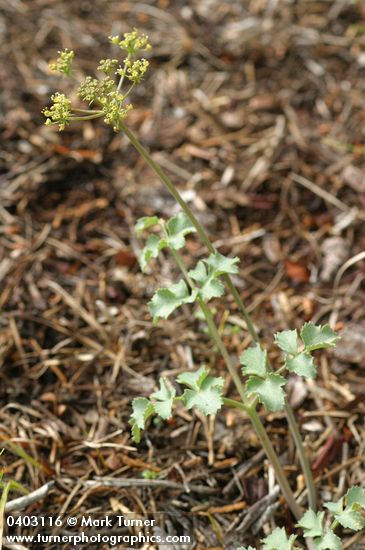 Howell's Biscuitroot