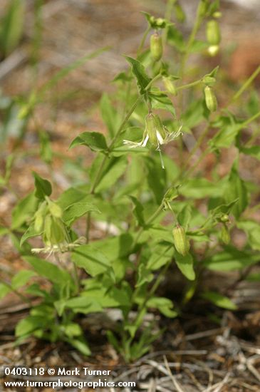 Bell Catchfly