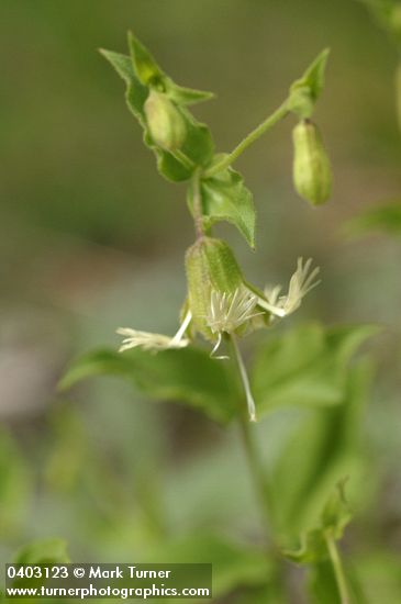 Bell Catchfly blossom