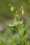 Bell Catchfly blossom