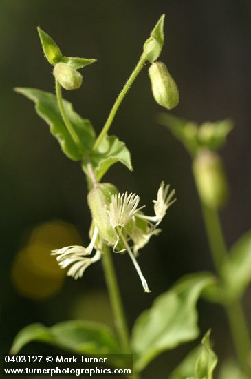 Bell Catchfly blossom