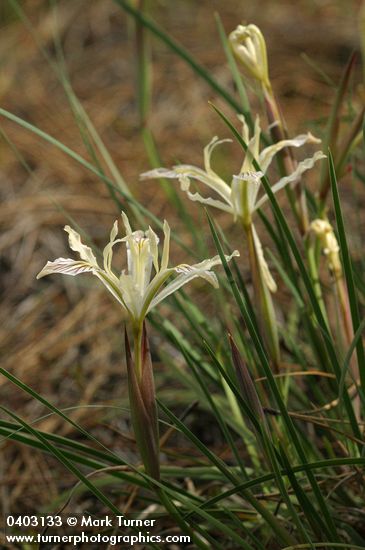 Yellow-leaved Iris
