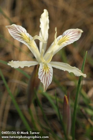 Yellow-leaved Iris blossom