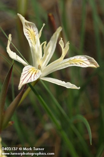 Yellow-leaved Iris blossom