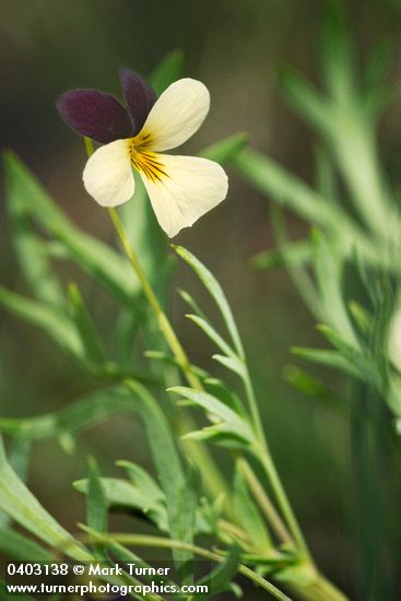 Hall's Violet blossom & foliage detail