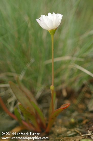 Oppositeleaf Lewisia