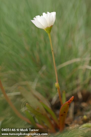 Oppositeleaf Lewisia