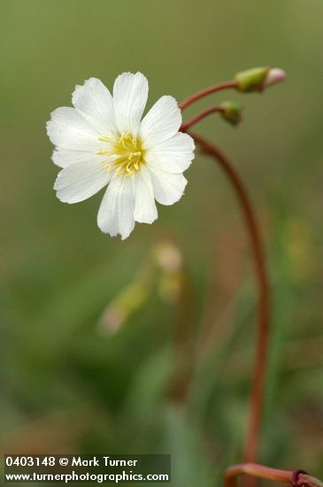 Oppositeleaf Lewisia blossom