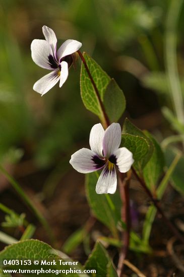 Wedge-leaved Violet
