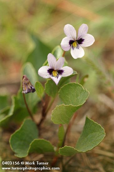 Wedge-leaved Violet