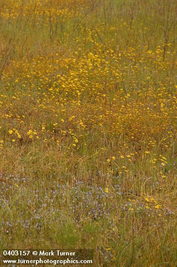 Drying vernal pool w/ Cascade Downingia & Goldstars