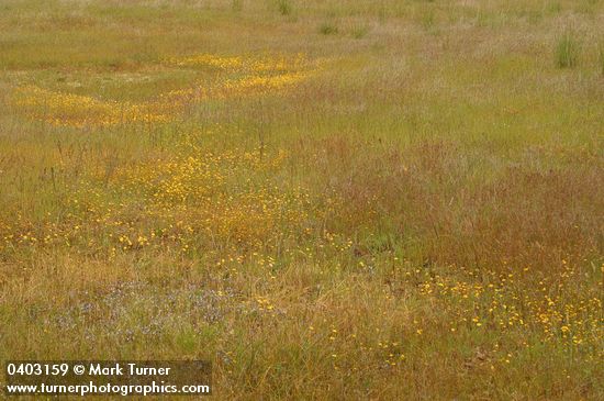 Drying vernal pool w/ Cascade Downingia & Goldstars