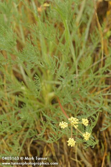 Cook's Lomatium