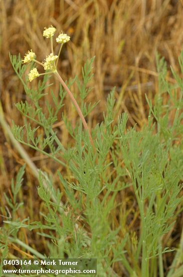 Cook's Lomatium