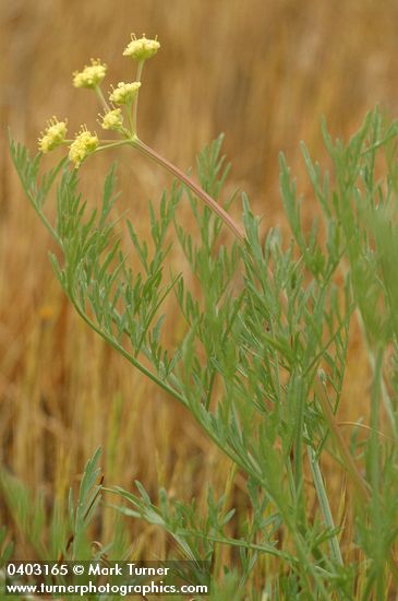 Cook's Lomatium