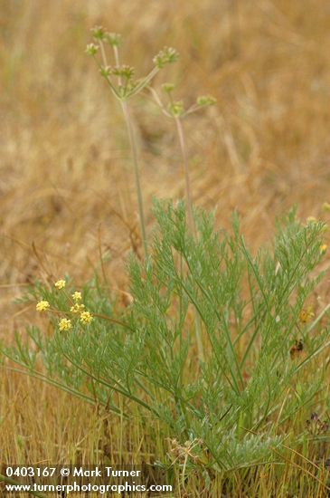 Cook's Lomatium