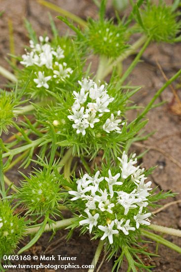 White Navarretia