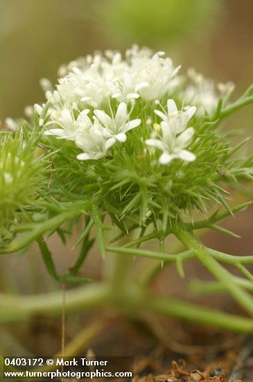 White Navarretia (ground-level view)