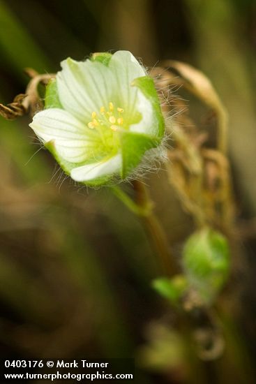 Woolly Meadow Foam