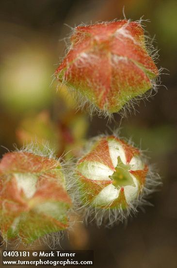 Woolly Meadow Foam buds near opening, detail