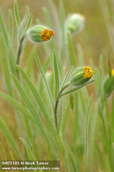 Blow Wives blossoms & foliage