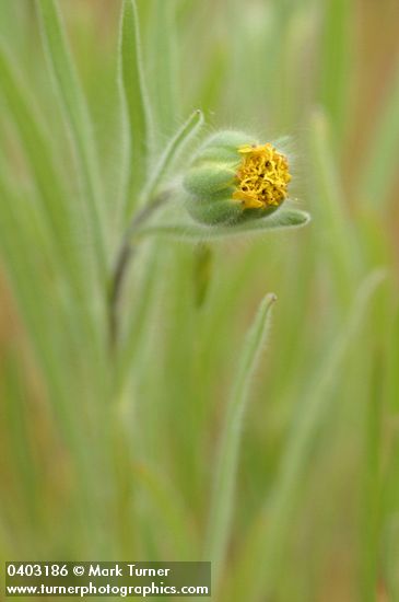 Blow Wives blossom detail