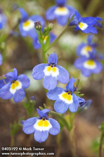 Cascade Downingia blossoms