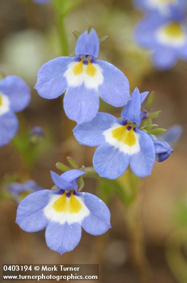Cascade Downingia blossoms detail