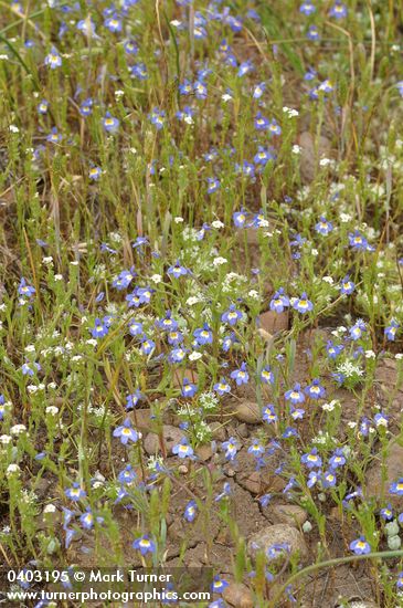 Cascade Downingia in drying vernal pool w/ White Navarretia & Popcorn Flower
