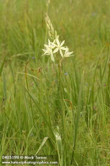 Great Camas (white form)