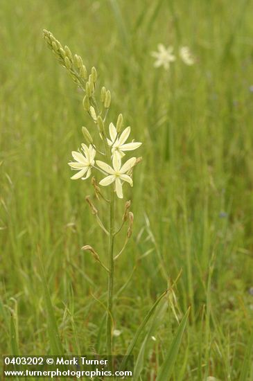 Great Camas (white form)
