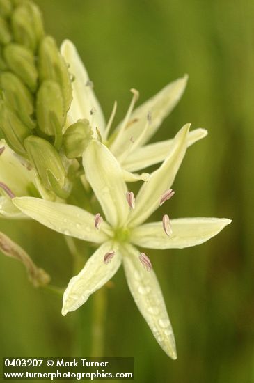 Great Camas (white form) blossom detail