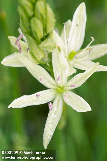 Great Camas (white form) blossom detail