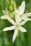 Great Camas (white form) blossom detail