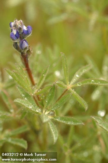 Two-colored Lupine blossoms & foliage wet w/ rain