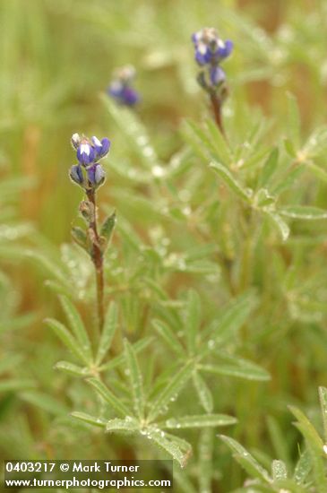 Two-colored Lupine blossoms & foliage wet w/ rain