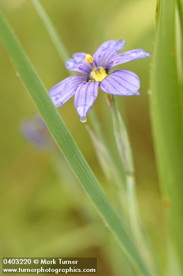 Blue-eyed Grass blossom wet w/ rain