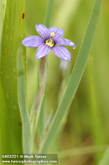 Blue-eyed Grass blossom wet w/ rain