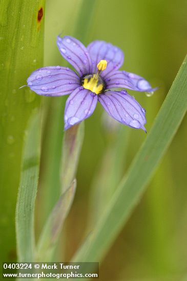 Blue-eyed Grass blossom wet w/ rain