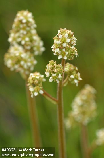 Oregon Saxifrage blossoms