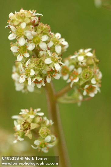 Oregon Saxifrage blossoms detail