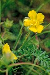 Klamath Cinquefoil