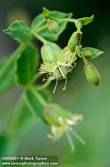 Bell Catchfly blossom