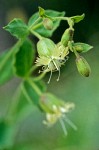 Bell Catchfly blossom