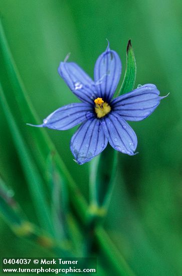 Blue-eyed Grass blossom wet w/ rain